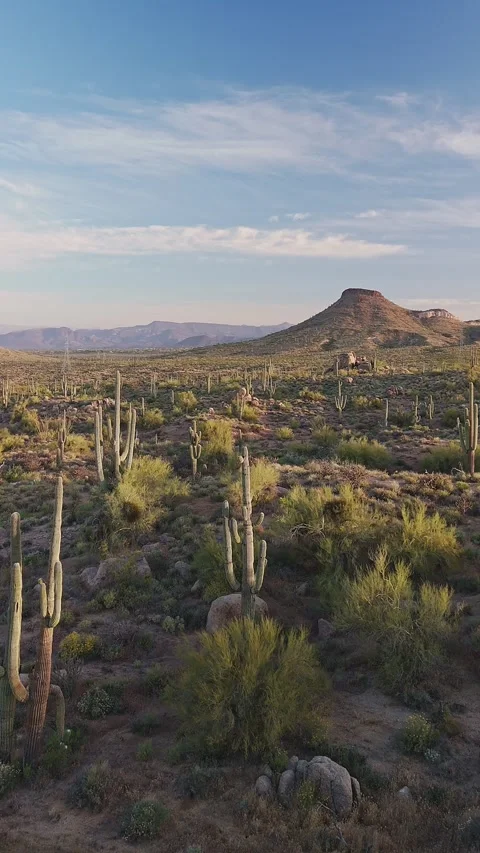 Vertical Drone Fly Over Of Saguaro Cactus In Desert Preserve In Arizona Stock Footage 345415402