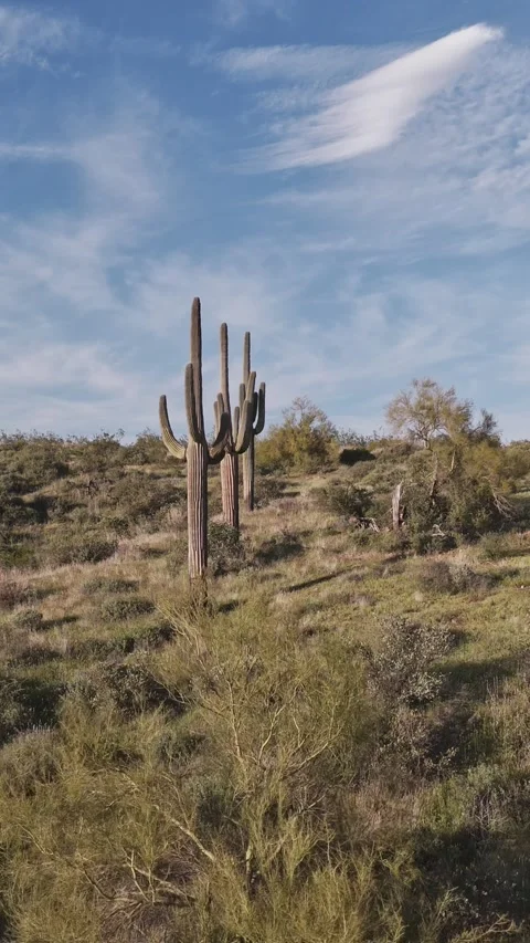 Vertical Drone Fly Over Of Three Saguaro Cactus In A Row Stock Footage 343879459