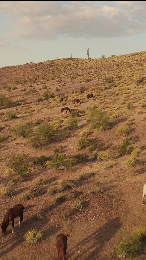 Vertical Drone Fly-Over Of Wild Horses On A Hillside In Arizona Desert Stock Footage 343881890