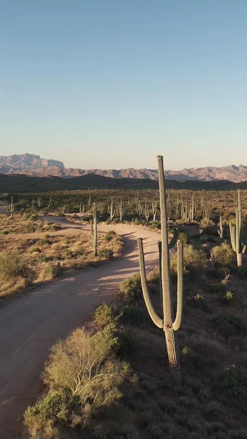 Vertical Drone Fly Over Of Winding Desert Dirt Road Lines With Cactus Stock Footage 343880667