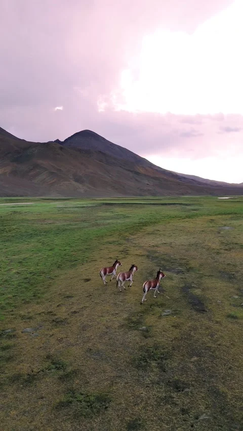 Vertical drone flying over a braided river winding through green mountain Stock Footage 310900754