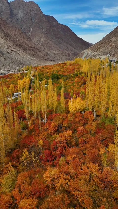 Vertical drone flying over vibrant fall foliage in Kargil. Stock Footage 310664796