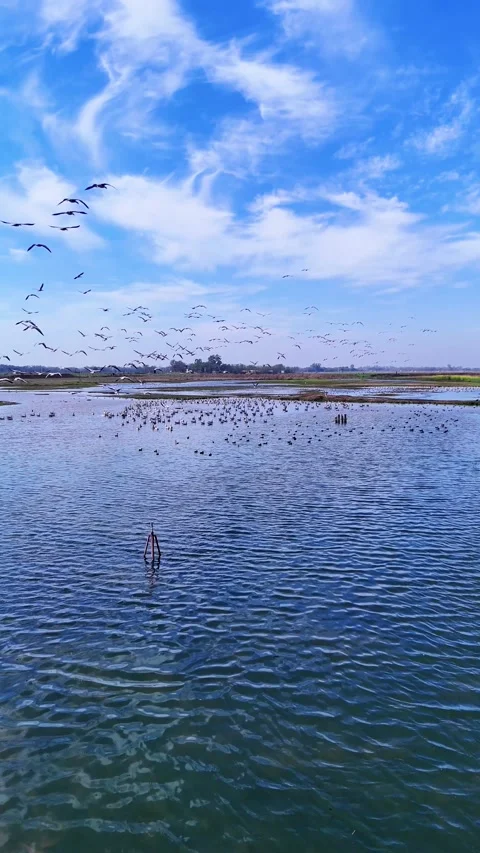 Vertical Drone footage of birds gently flying across a calm wetland under a Stock Footage 310936945