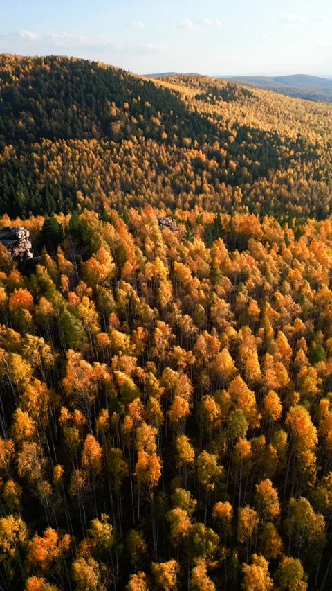 Vertical drone footage captures autumn forest vibrant hues - golden leaves Stock Footage 318479401