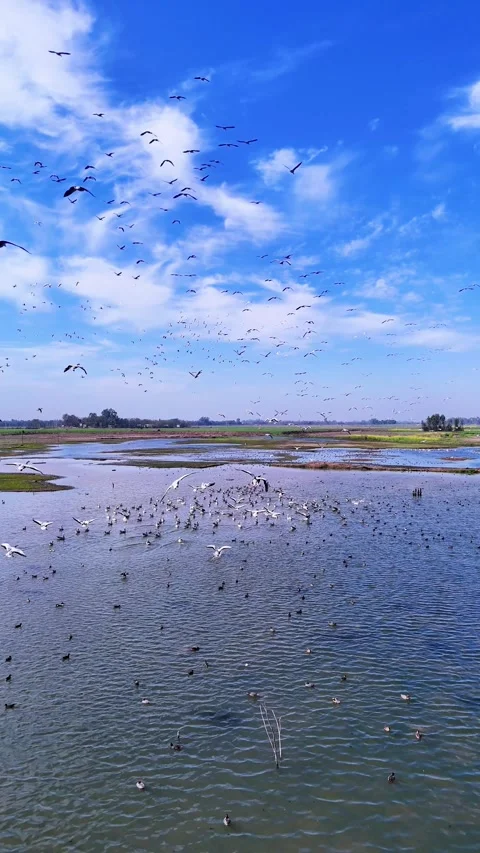 Vertical Drone footage capturing the synchronized dance of migratory birds. Stock Footage 310936958