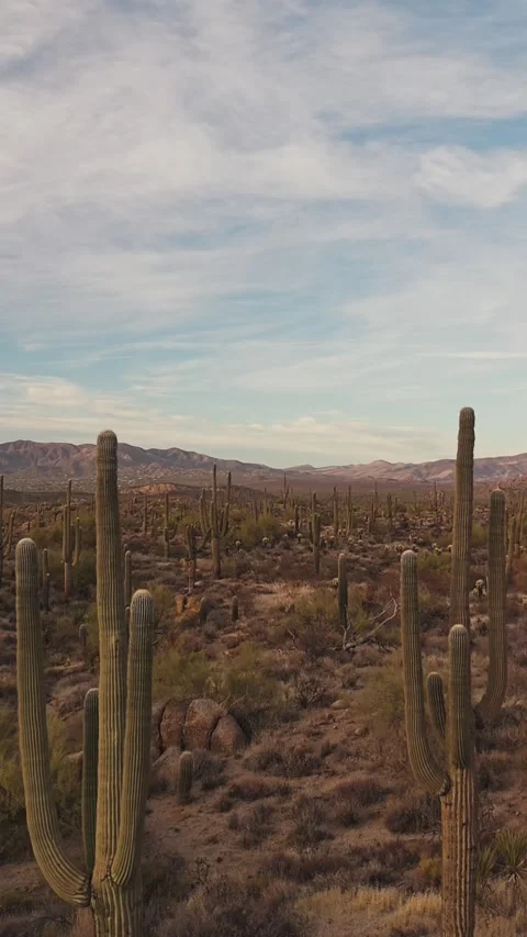 Vertical Drone Footage Of Fly-Over Cactus In The Desert In AZ Stock Footage 343882096