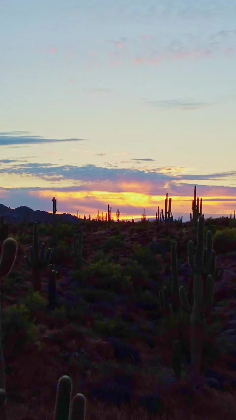 Vertical Drone Footage Of Fly-Over Sonoran Desert Landscape At Sunrise Stock Footage 344277436