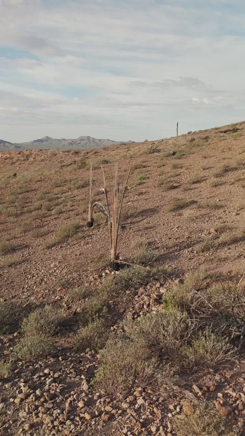 Vertical Drone Footage Of Fly-Over Dead Cactus From Drought &amp; Heat In AZ Stock Footage 344766916