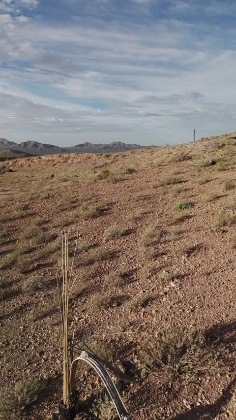 Vertical Drone Footage Of Fly-Over Dead Cactus From Extreme Heat Arizona Stock Footage 344767011