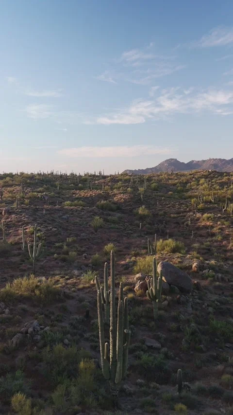Vertical Drone Footage Of Fly-Over Cactus In The Desert In AZ Stock Footage 345415715