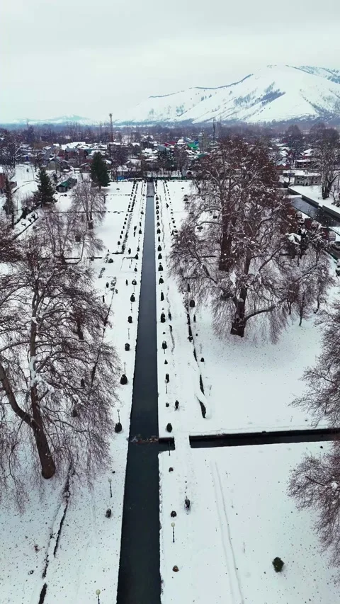 Vertical drone footage flying over leafless trees arching above the 動画素材 311128977