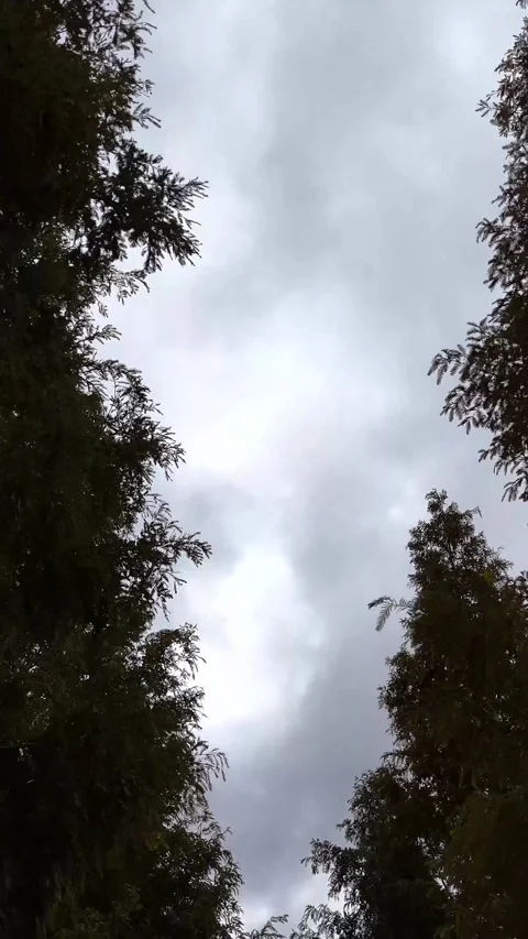 Vertical drone footage looking up through trees in autumn Stock Footage 327691653