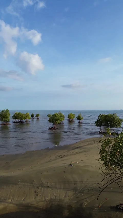 Vertical Drone Footage of mangrove trees in the sea, Indonesia Stock Footage 267701433
