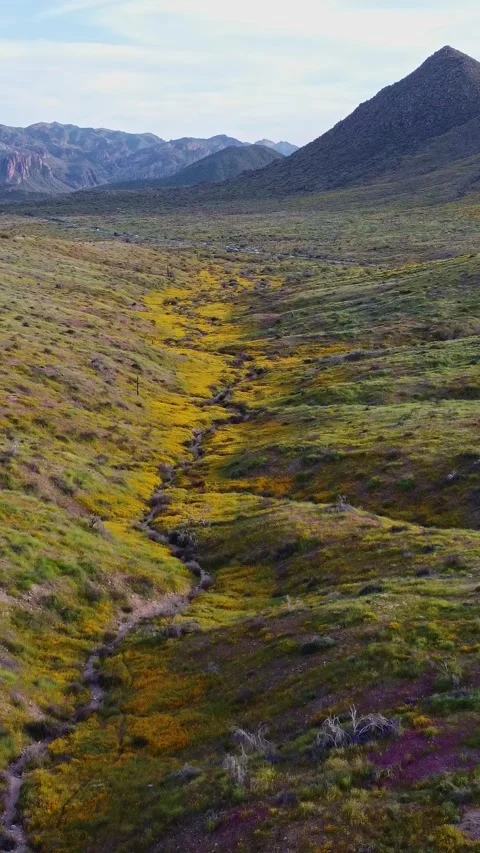 Vertical Drone Footage Of A River Of Vibrant Desert Wildflowers In Arizona Stock Footage 344278316