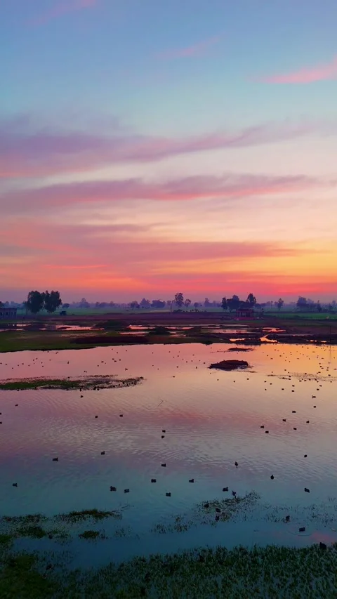 Vertical Drone footage of soft red reflections across peaceful wetland waters Stock Footage 310936762