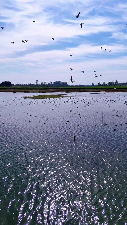 Vertical Drone footage of tranquil wetlands edged by green fields with birds Stock Footage 310936733