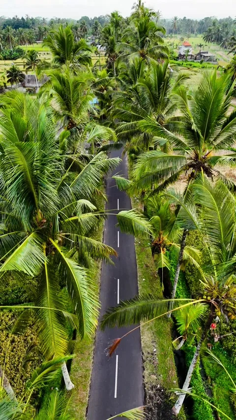 Vertical drone moving forward along palm trees road in Bali – 4K Stock Footage 325023689