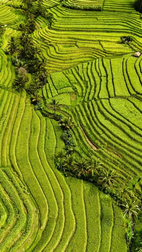 Vertical drone moving forward over Bali rice terraces – 4K Stock Footage 325023688