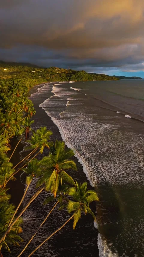 Vertical Drone Moving Forward Over Palm Trees at Playa Uvita, high Tide Stock Footage 328598306