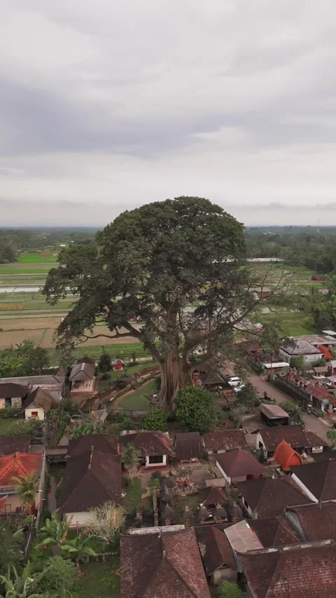 Vertical Drone Orbit Around Bayan Ancient Tree, Bali Indonesia Stock Footage 323641918