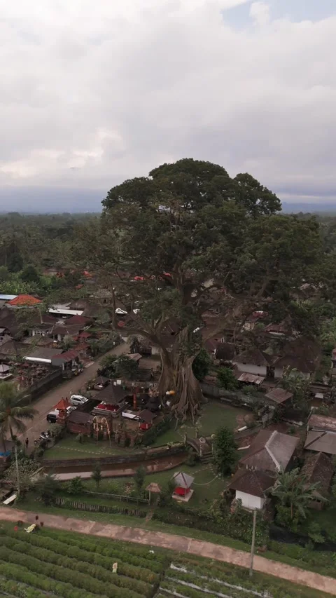 Vertical Drone Orbit Around Bayan Ancient Tree, Bali Indonesia Stockbeeldmateriaal 323642243