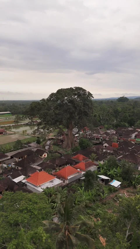 Vertical Drone Orbit Around Bayan Ancient Tree, Bali Indonesia Stockbeeldmateriaal 323642790