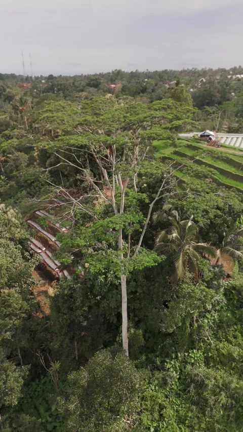 Vertical Drone Orbit Around Tree in Jatiluwih Rice Fields, Bali Indonesia Stock Footage 323642983