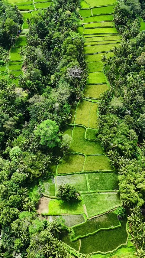 Vertical drone over Bali's rice fields surrounded by vegetation – 4K Video stock 325023690