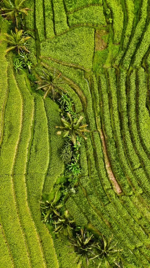 Vertical drone over Bali's rice fields and lush vegetation – 4K Video stock 325023692