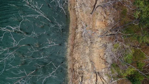 Vertical drone over dead trees at lakes edge, Sunny day, rising up Stock Footage 122518022