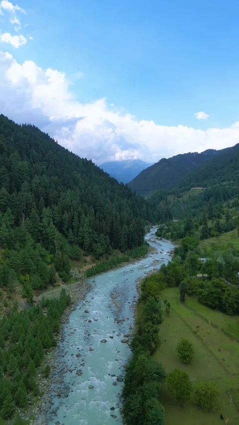 Vertical drone over pine-covered valleys and running streams. Stock Footage 310806515