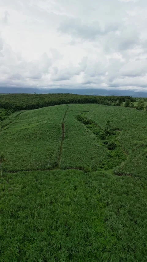 Vertical Drone Perspective Above Organized Sugar Cane Fields and Rural Stock Footage 328962912
