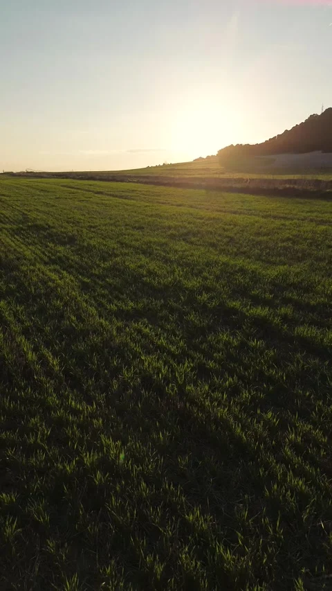 Vertical Drone Pull Back Over Green Wheat Field at Sunset Stock Footage 330587171