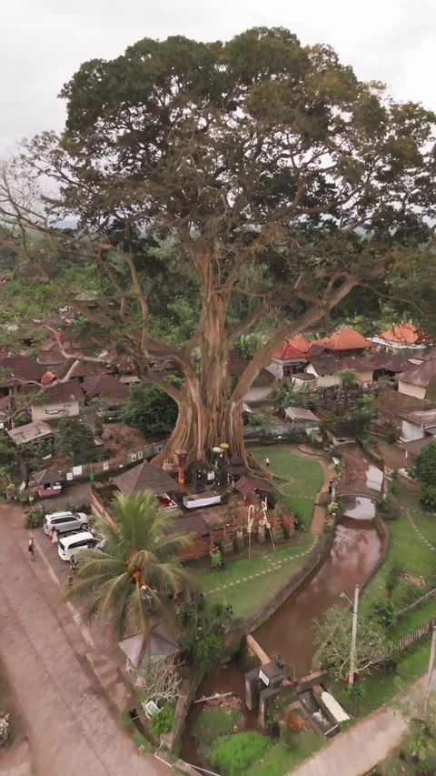 Vertical Drone Pull-Back Reveal of Bayan Ancient Tree and Village, Bali Indonesi Stockbeeldmateriaal 323642121