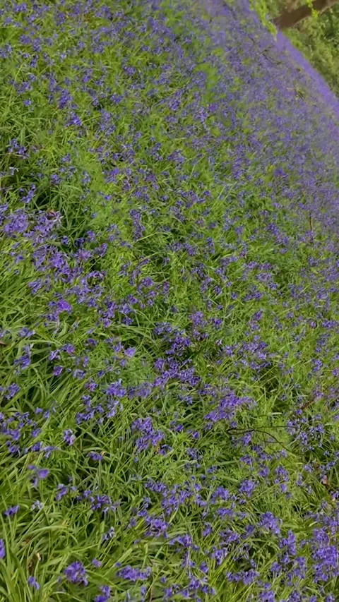 Vertical drone reverse roll over bluebell carpet in Wanstead woodland during Stock Footage 333772405