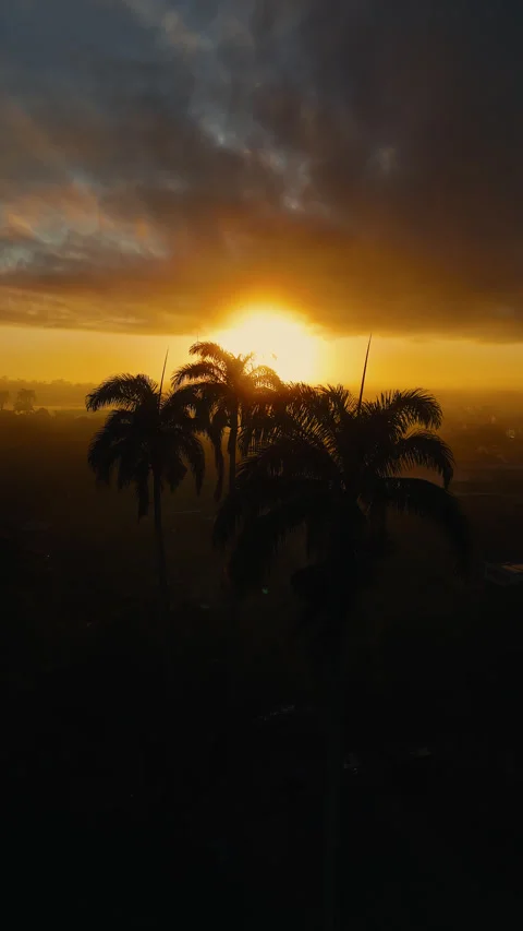 Vertical drone rising behind palm tree revealing sunrise over tropical citys 4k Stock Footage 315811574