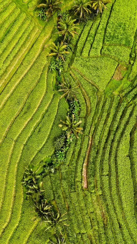Vertical drone rotating over Bali rice terraces – 4K Stock-Footage 325023687