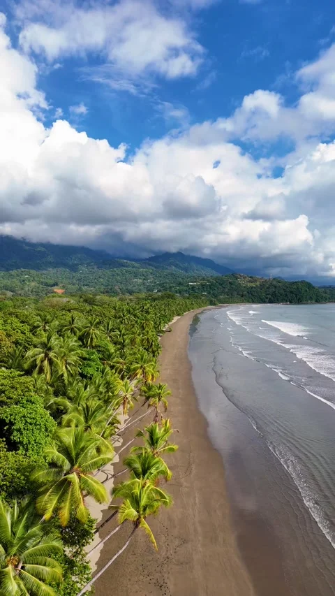 Vertical Drone Semi Orbit Over Palm Trees at Playa Uvita, Low Tide Stock Footage 328598254