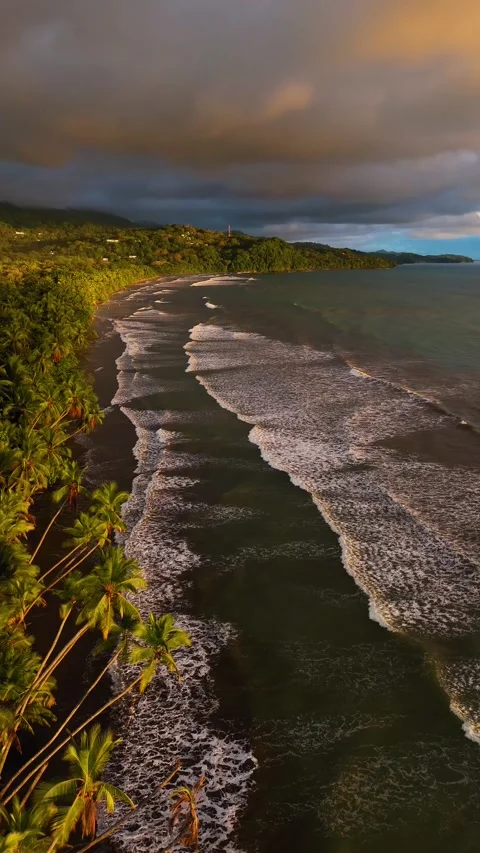Vertical Drone Semi Orbit Over Palm Trees at Playa Uvita, high Tide Stock Footage 328598288