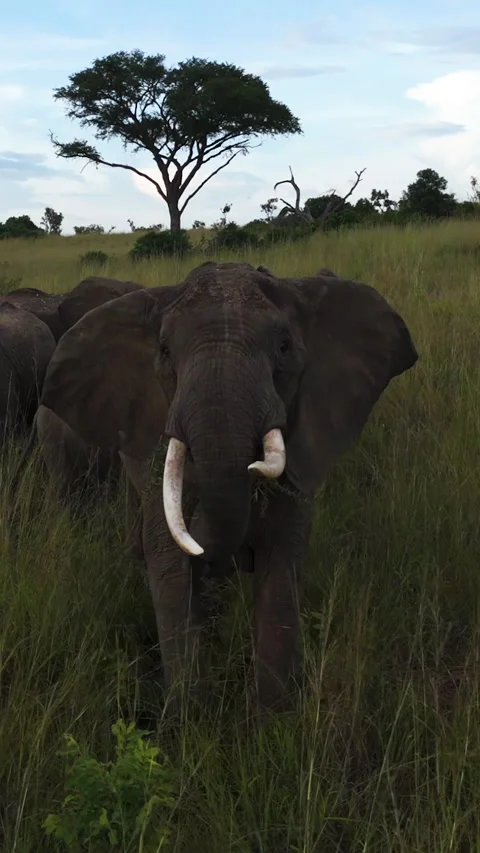 Vertical drone shot of a angry elephant, attacking the camera, in Africa Video stock 303812089