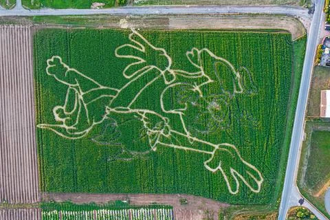 Vertical drone shot of corn field with cartoon character cut into it Stock Photos