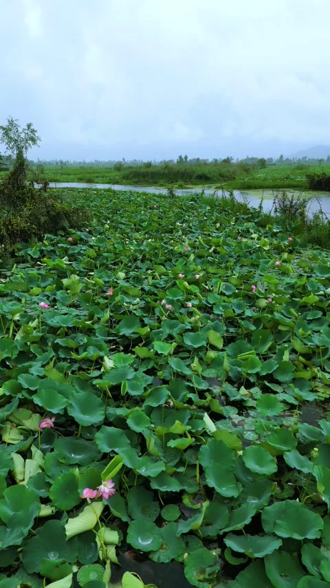 Vertical drone shot gliding above lotus plantations and passing boats in Dal Stock Footage 310806503