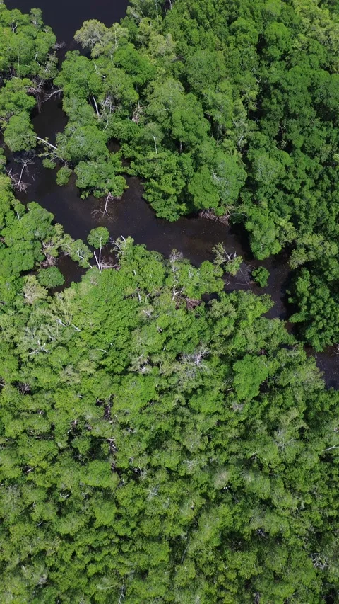 Vertical Drone Shot of Mangrove Trees Over Calm Water Stock Footage 340523131
