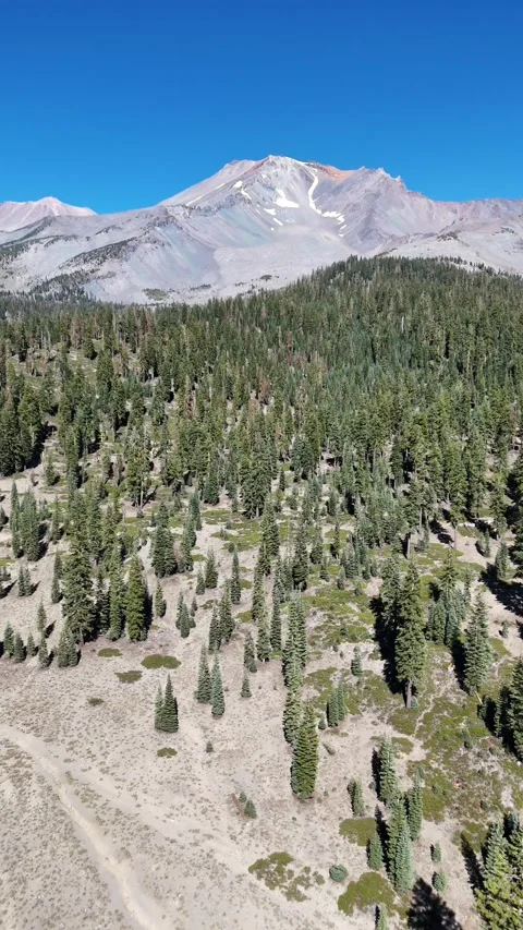 Vertical drone shot of mountain peak and pine forest on a sunny day Video stock 321933564