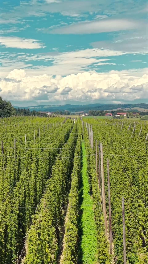 Vertical drone shot moving over rows of hops in a hop garden with a country Stock Footage 345917880