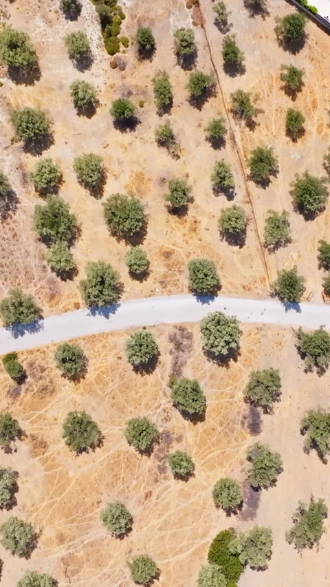 Vertical drone shot of olive trees planted on dry soil in a Greek grove Stock Footage 346110290