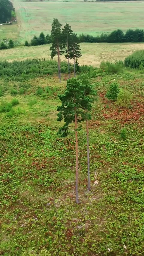 Vertical drone shot Orbit Shot Around Two Young Pine Trees Stock Footage 316882532