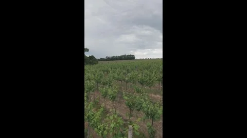 Vertical Drone Shot Over Vineyard Fields Near Vistuk, Slovakia Stock Footage 341332037