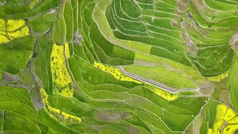 Vertical drone shot rising over lush green and yellow agriculture, Kashmir Stock Footage 333794518
