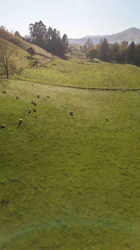 Vertical Drone Shot of Sheep Flock on Green Pastures 库存影片 333971648